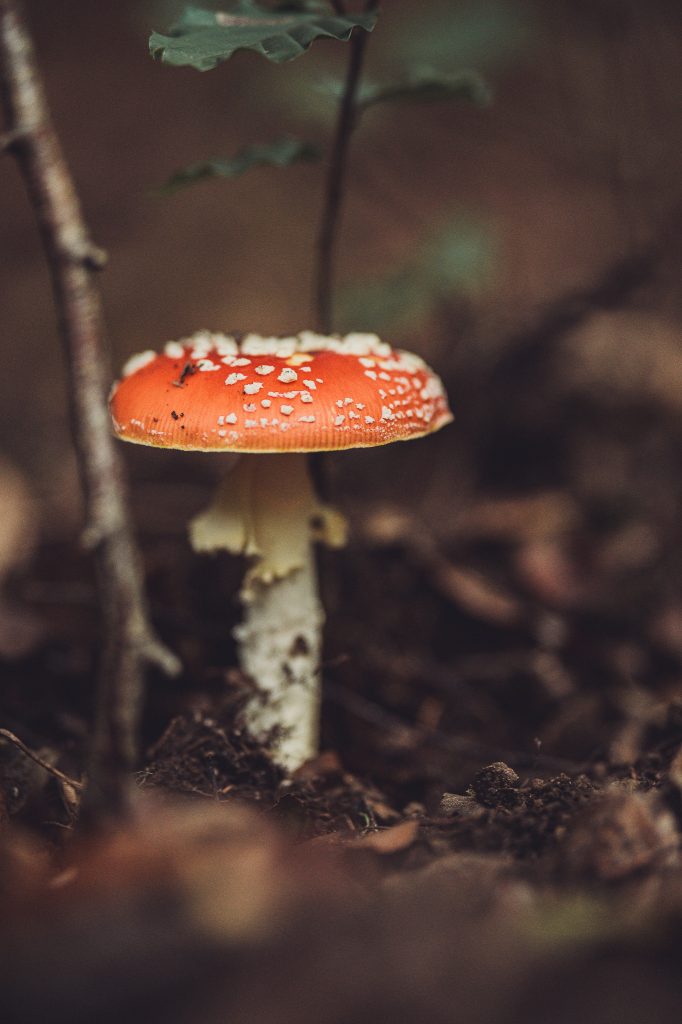 Roter Fliegenpilz wächst auf feuchtem Waldboden im Urwald Sababurg
