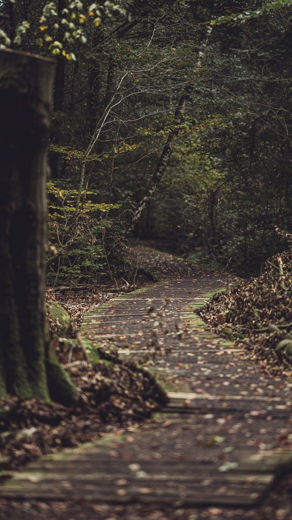 Holzsteg führt durch dichten Wald im Urwald Sababurg im Herbst