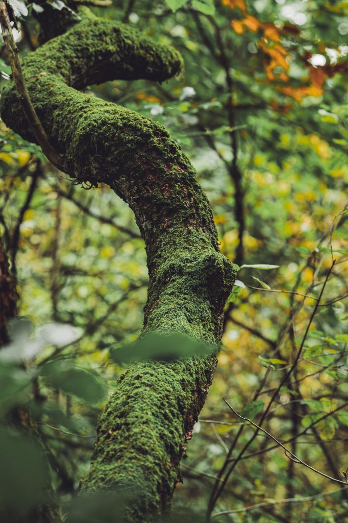 Gebogener, moosbewachsener Baumstamm im dichten Wald des Urwalds Sababurg