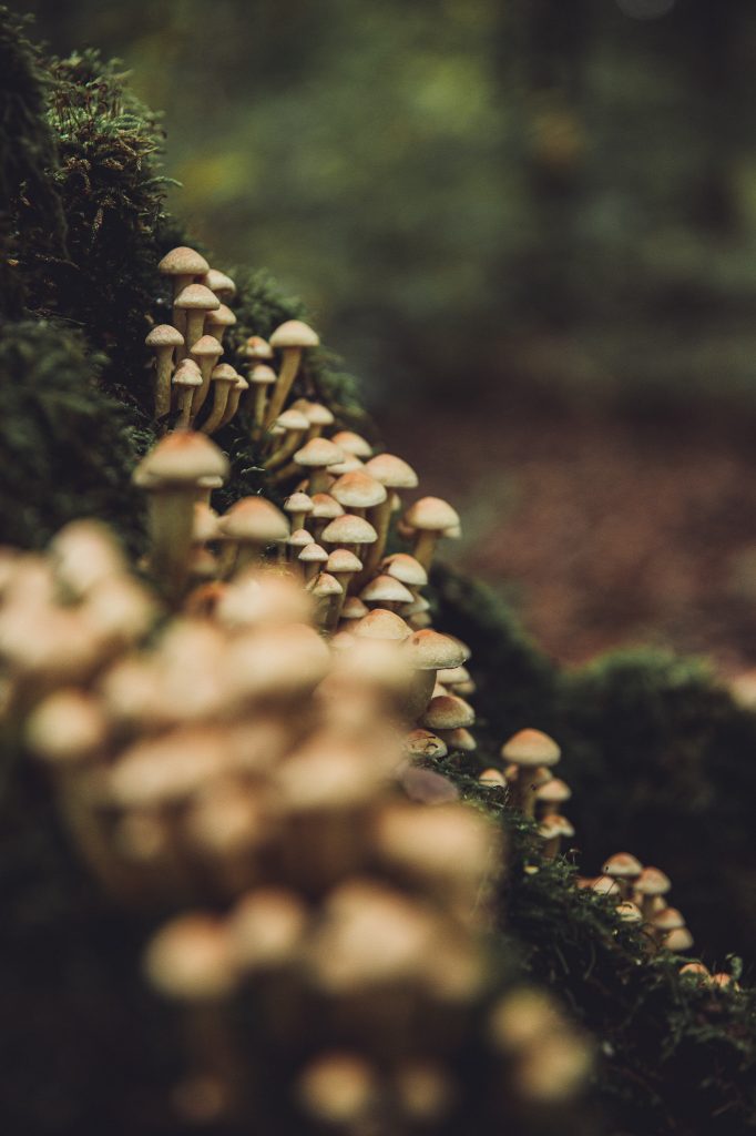 Viele kleine Pilze wachsen dicht gedrängt an einem Baumstamm im Urwald Sababurg