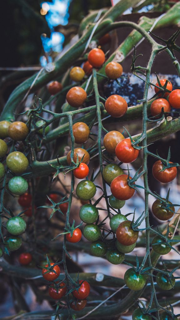 Nahaufnahme von Cocktailtomaten in verschiedenen Reifestufen an einer Pflanze bei Friðheimar