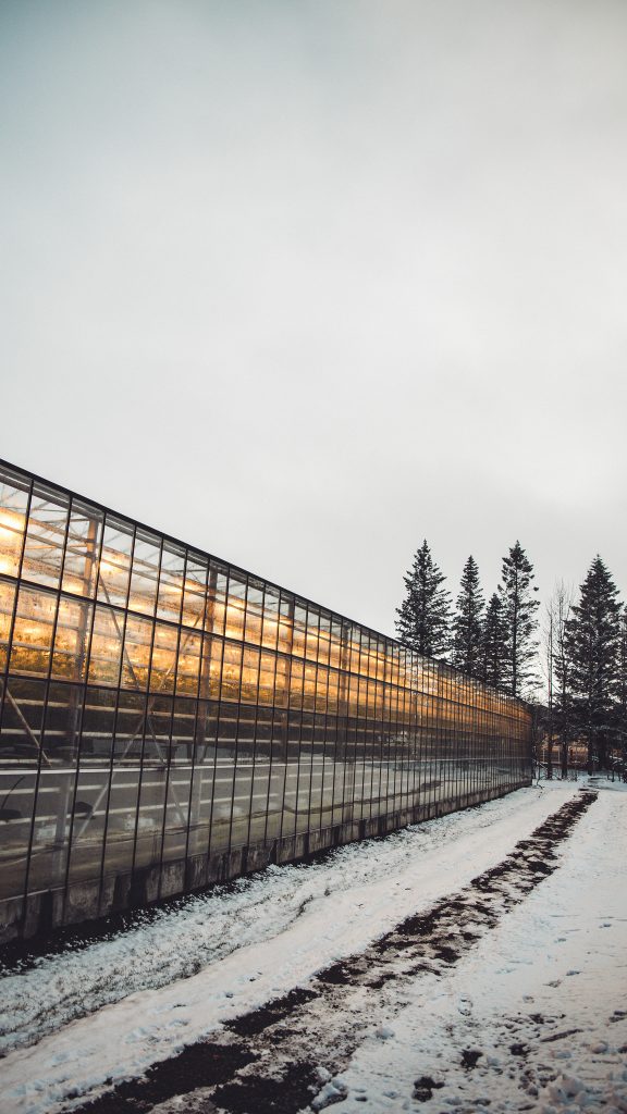 Außenansicht des beleuchteten Gewächshauses von Friðheimar im Schnee bei Flúðir