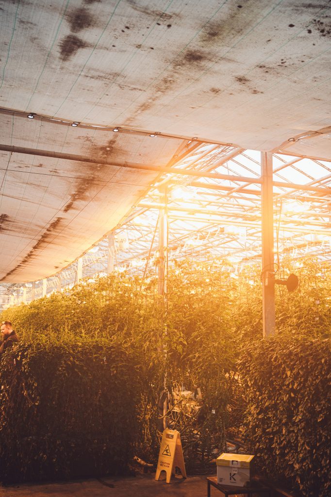 Beleuchtete Tomatenreihen im Gewächshaus von Friðheimar bei Flúðir in Island