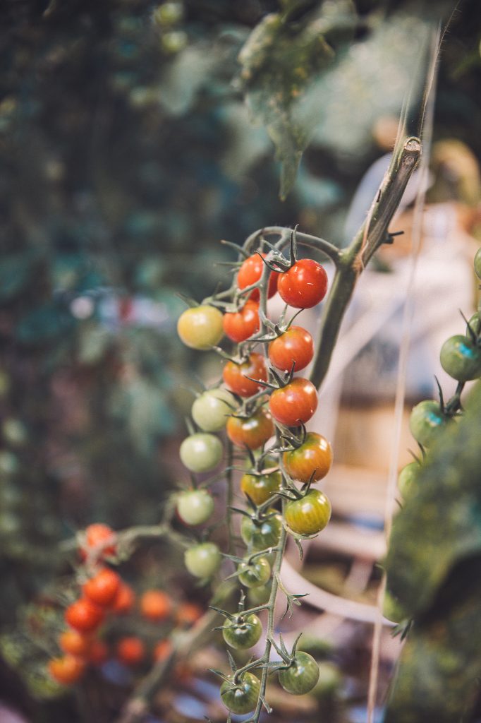 Tomatenrispe mit grünen, orangefarbenen und roten Früchten im Gewächshaus von Friðheimar