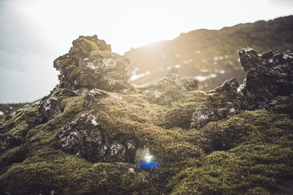 Moss-covered rugged rocks along a coastline with a bright sun flare behind them.