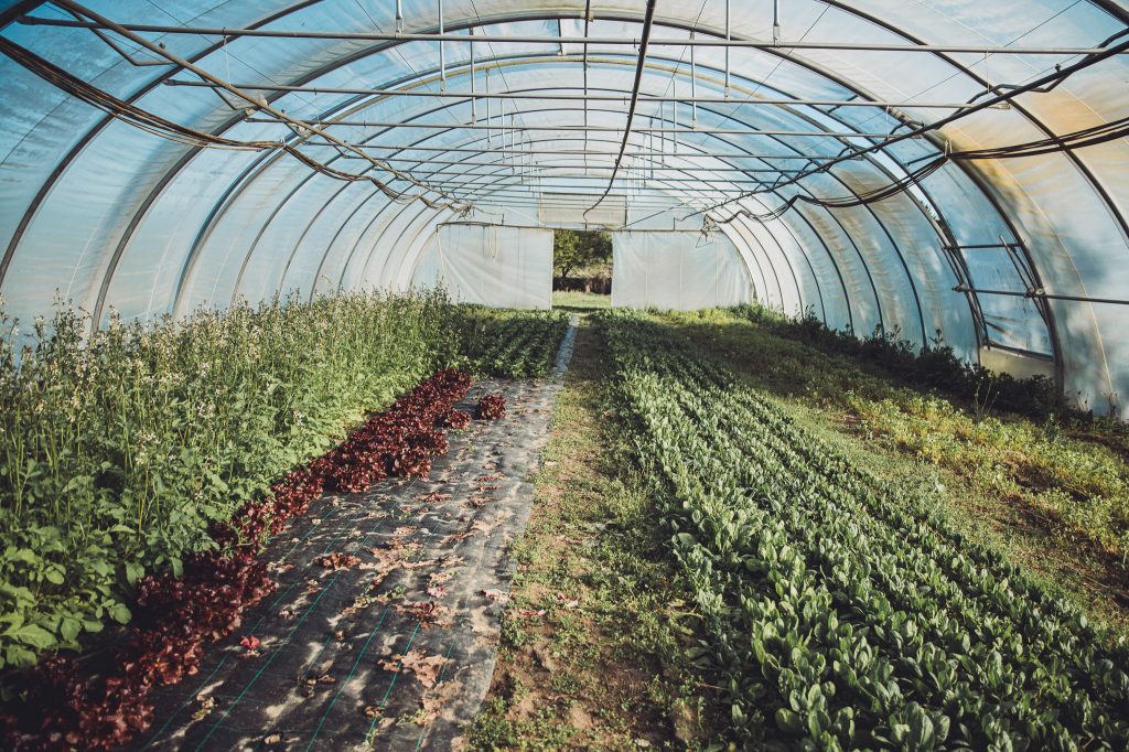 Breite Ansicht eines Gewächshauses am Biohof Hümme mit Salatreihen und Gemüseanbau