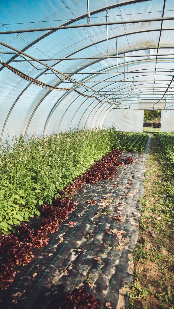 Gewächshaus am Biohof Hümme mit langen Reihen aus Salat und grünen Pflanzen unter Folientunnel