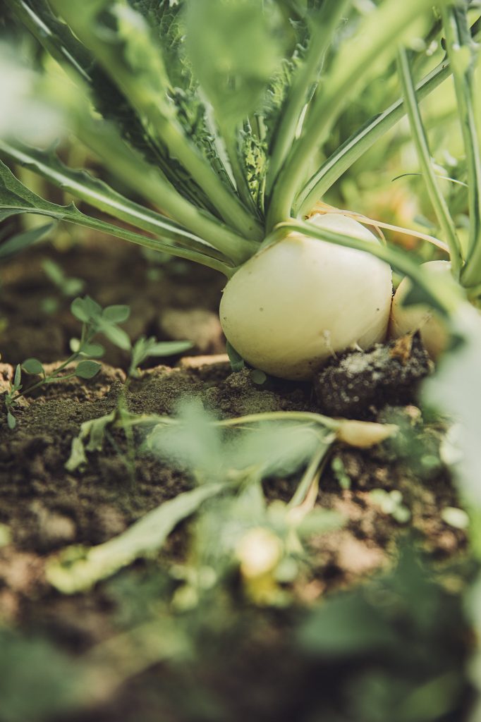 Kohlrabi wächst im Beet am Biohof Hümme zwischen grünen Blättern und Erde