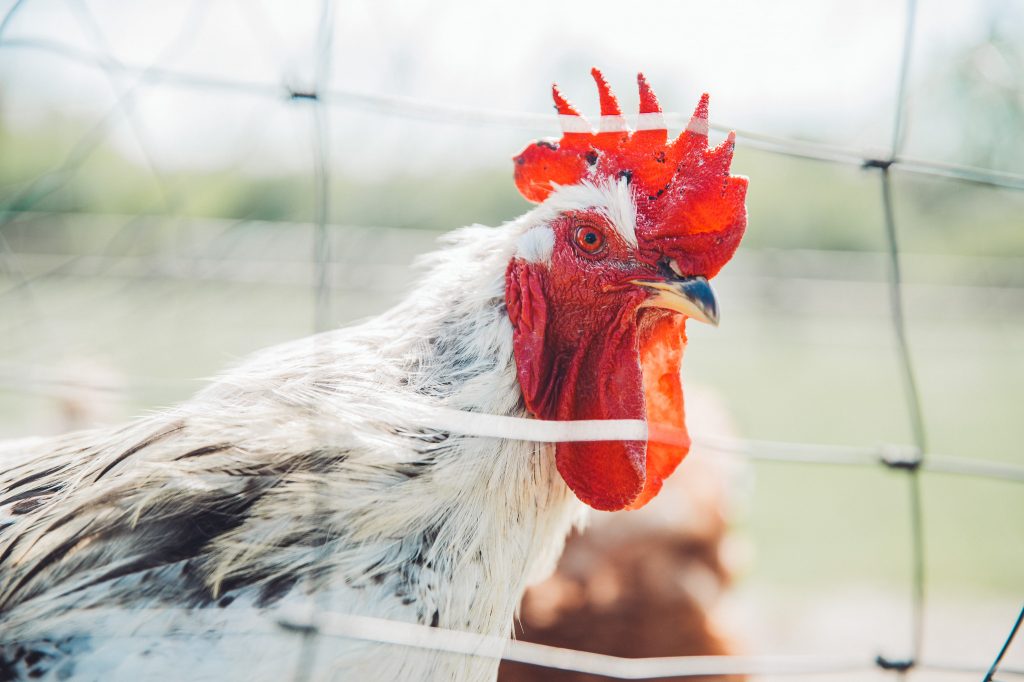 Close-up of a rooster with a bright red comb and wattles behind a wire fence in a farm setting.