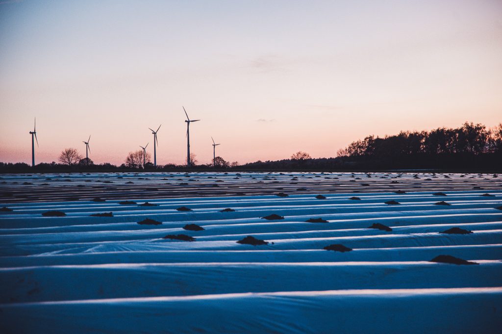 Spargelfeld bei Abendlicht nahe dem Erlebnishof Lahmann mit Windrädern am Horizont und dunkler Baumreihe.