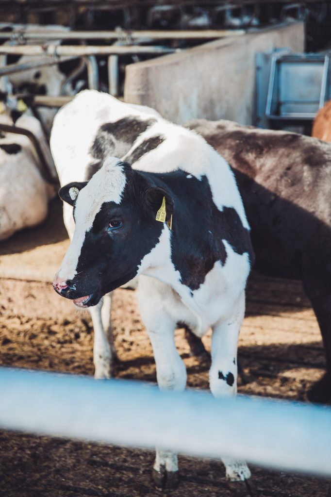 Holstein calf with ear tag standing in a barn yard, black and white coat visible in warm light