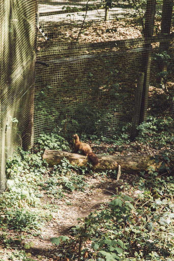Ein Baummarder sitzt im Otterzentrum Hankensbüttel auf einem Baumstamm in einem bewaldeten Gehege.