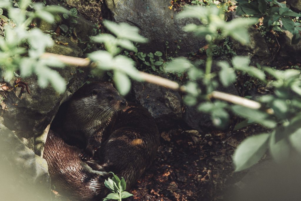 Fischotter sitzt im Otterzentrum Hankensbüttel am Wasser zwischen Steinen und grünen Blättern.