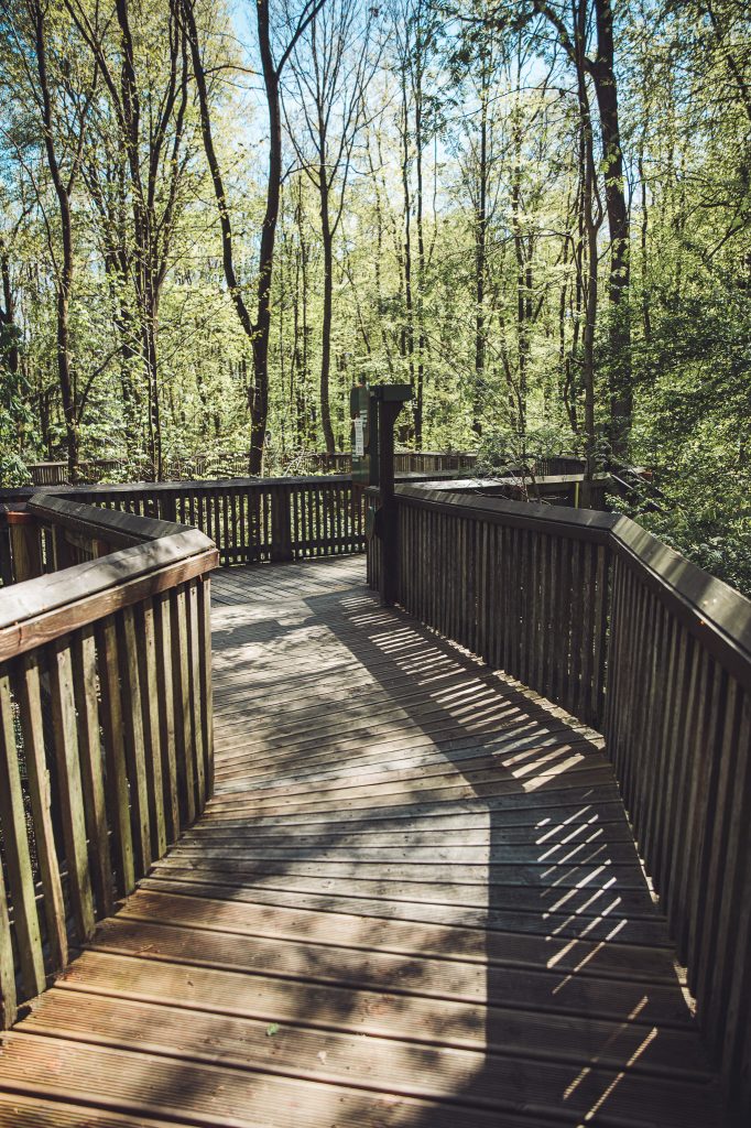 Erhöhter Holzbohlenweg mit Geländer führt durch den grünen Wald im Otterzentrum Hankensbüttel.