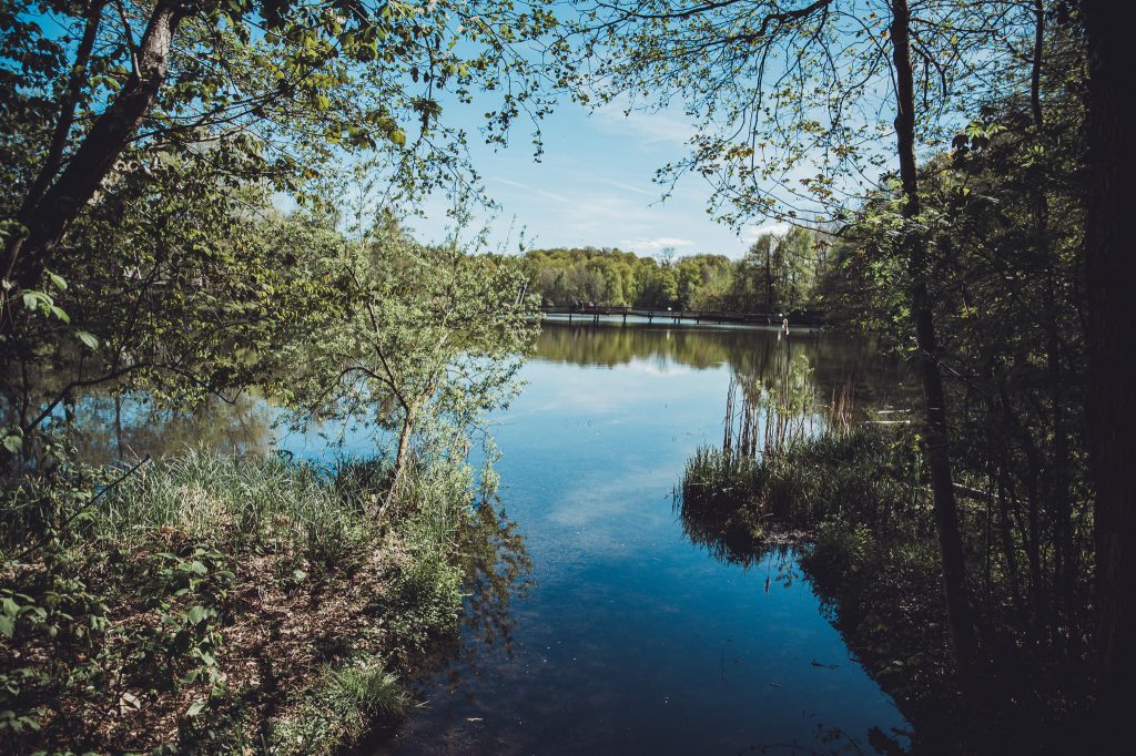 Blick auf den See im Otterzentrum Hankensbüttel mit Wald, Uferpflanzen und einer Holzbrücke im Hintergrund.