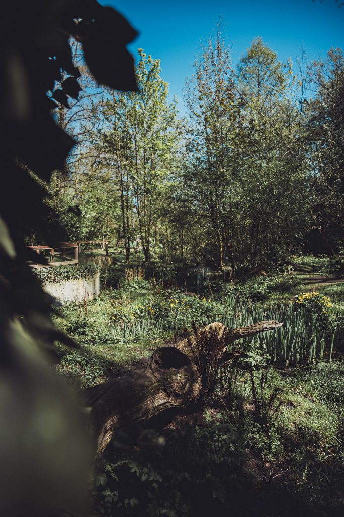 Schattiger Waldweg mit Totholz, Pflanzen und Seeufer im Otterzentrum Hankensbüttel.