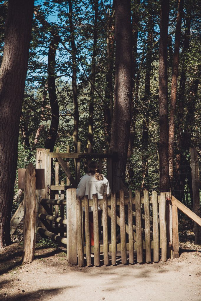 Person with a light coat seen from behind standing at a wooden gate in a dense forest of tall trees.