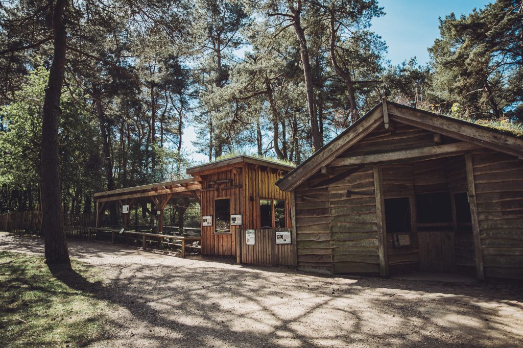 Rustic wooden cabins in a forest, with tall evergreen trees and a blue sky overhead.