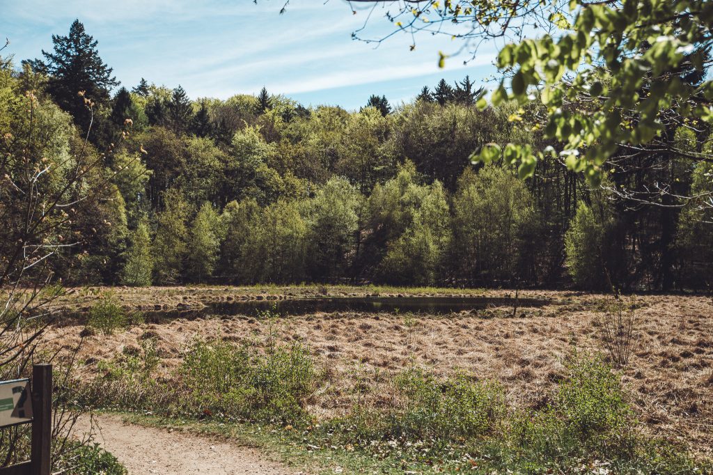 Waldlandschaft mit Teich, Wiese und Weg im Wildpark Mölln
