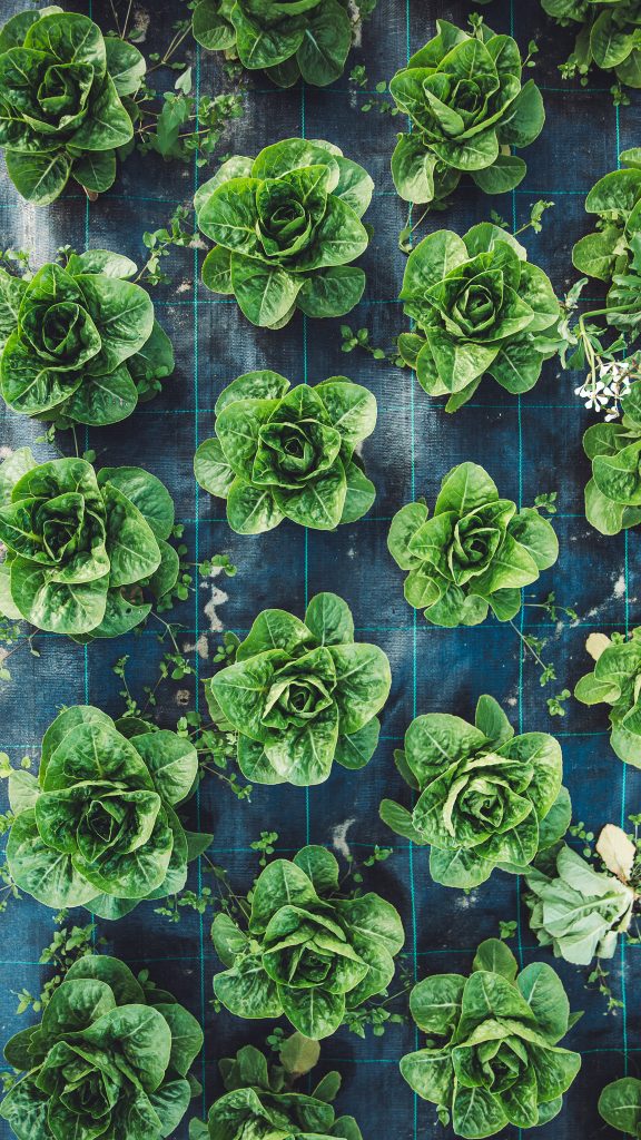 Rows of lush green romaine lettuce plants growing on a blue grid-ground cover in a garden. 10-plant row layout visible.