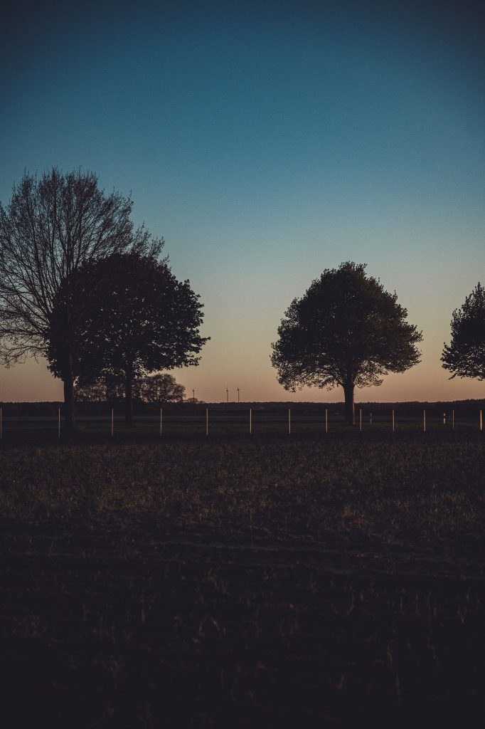 Abendliche Feldlandschaft bei Blümels Hof nahe Buxtehude mit Baumreihe und dunklem Vordergrund