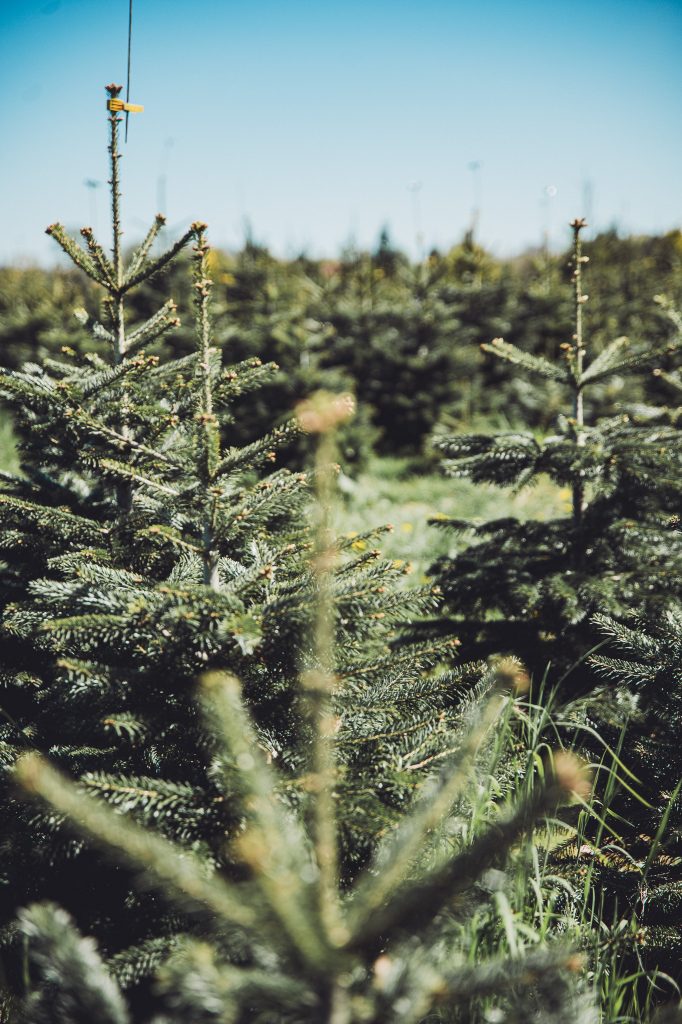 Junge Tannen auf der Weihnachtsbaum Farm von Blümels Hof bei Buxtehude im Sommer