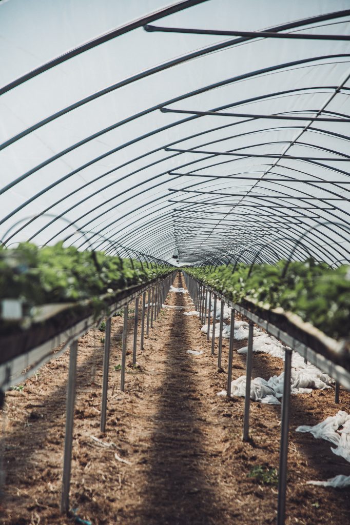 Long greenhouse tunnel with repeating curved metal arches, rows of plants on benches along a dirt central aisle.