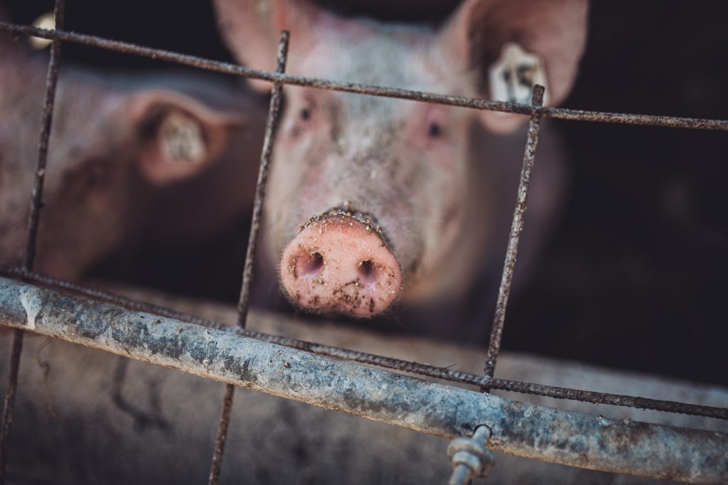 Close-up of a pig's pink snout pressed against a rusted wire fence in a pen
