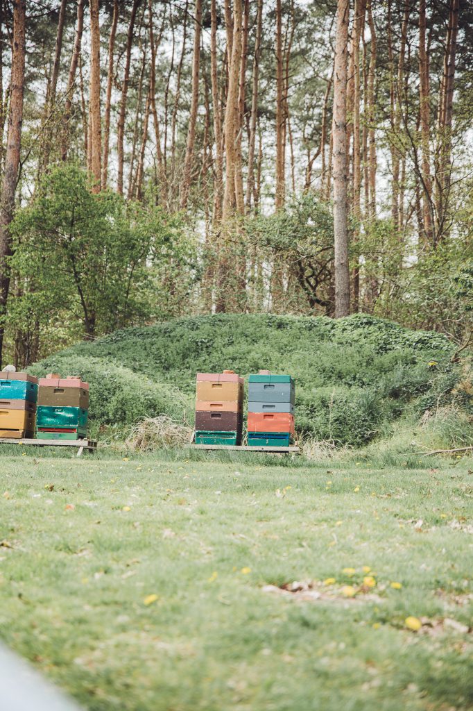 Mehrere bunte Bienenstöcke stehen auf einer Wiese am Waldrand nahe dem Stellplatz von Krügers Hof.