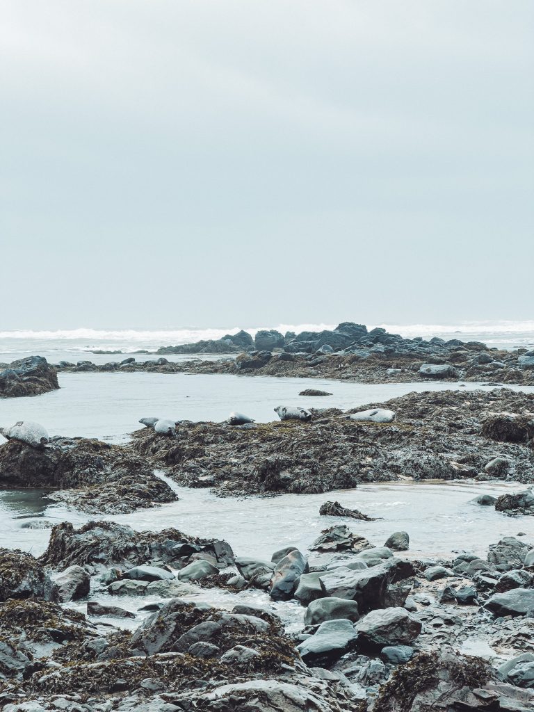Mehrere Robben liegen am felsigen Strand von Ytri Tunga mit Meer und Wellen im Hintergrund
