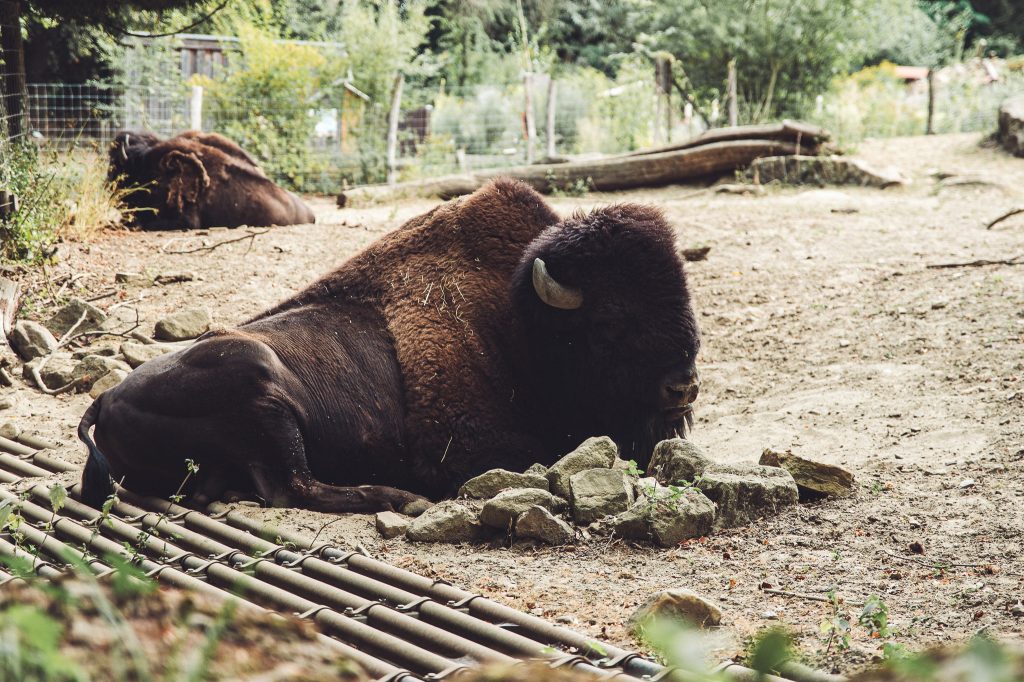 Großer Bison liegt auf dem Boden seines Geheges im Kanada Bereich des Zoo Osnabrück