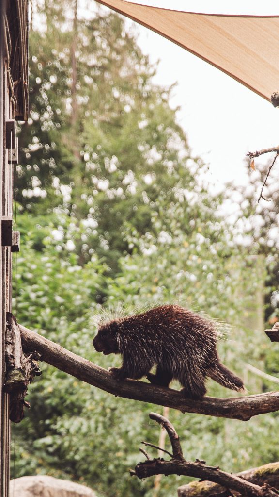 Stachelschwein läuft über einen dicken Ast in einer grünen Tieranlage im Zoo Osnabrück