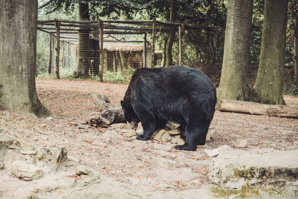 Großer Schwarzbär läuft durch sein bewaldetes Gehege im Zoo Osnabrück