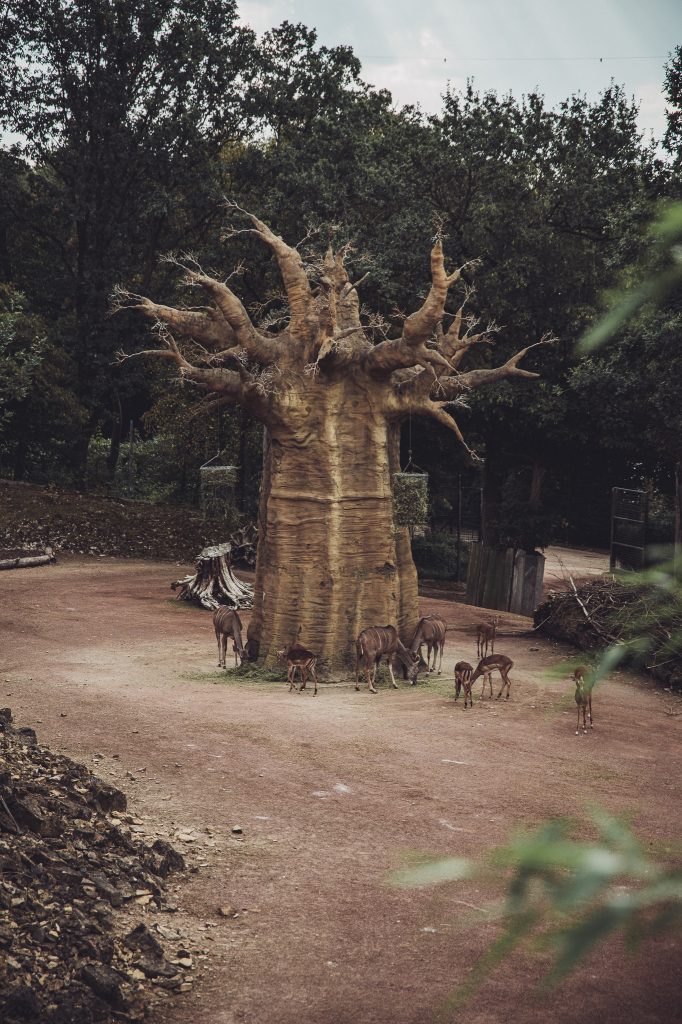 Mehrere Antilopen rund um einen großen baobabähnlichen Baum in der Takamanda Tierwelt im Zoo Osnabrück