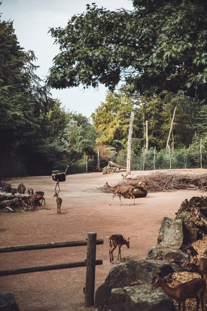 Lohnt sich der Zoo Osnabrück schon mit einem einjährigen Kind? Wir verbringen dort mit zwei kleinen Kindern gerade einmal drei Stunden und merken schnell, dass wir weder den ganzen Zoo noch jeden Spielplatz sehen müssen. Was für uns funktioniert hat und was ich beim nächsten Besuch genauso machen würde.