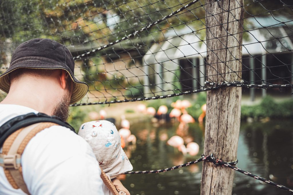 Erwachsener mit Kleinkind in der Trage beobachtet Flamingos im Zoo Osnabrück