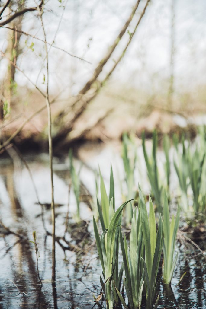 Grüne Wasserpflanzen zwischen kahlen Zweigen im Großen Torfmoor bei Lübbecke