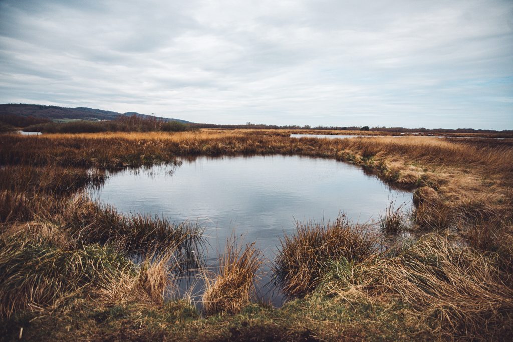 Dunkles Moorgewässer zwischen trockenem Gras und rostbraunen Pflanzen im Großen Torfmoor bei Lübbecke