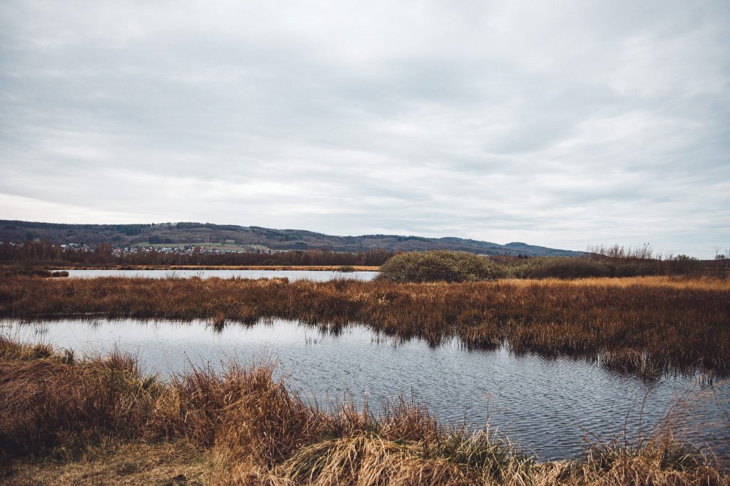 Offene Moorlandschaft mit Wasserflächen und Schilf bei Lübbecke