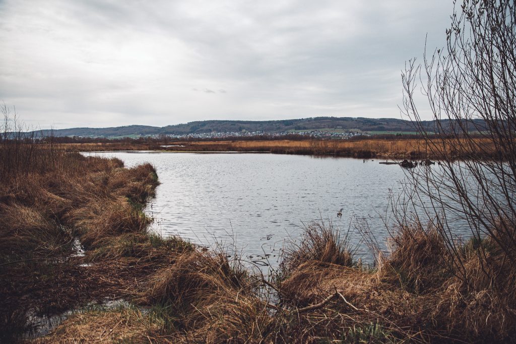 Moorsee mit braunem Schilf und Hügeln im Großen Torfmoor bei Lübbecke