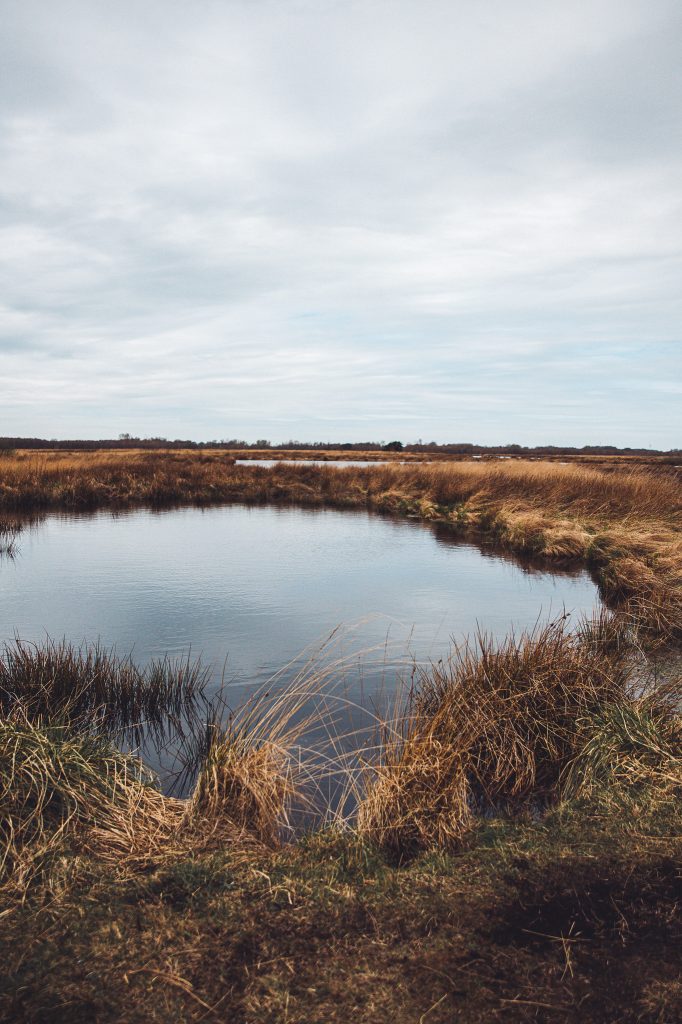 Dunkle Wasserfläche mit goldbraunen Gräsern im Großen Torfmoor bei Lübbecke