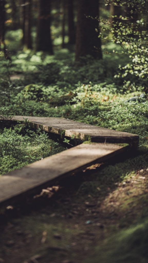 Schmaler kurviger Bohlenweg durch moosigen Wald bei Freudenstadt