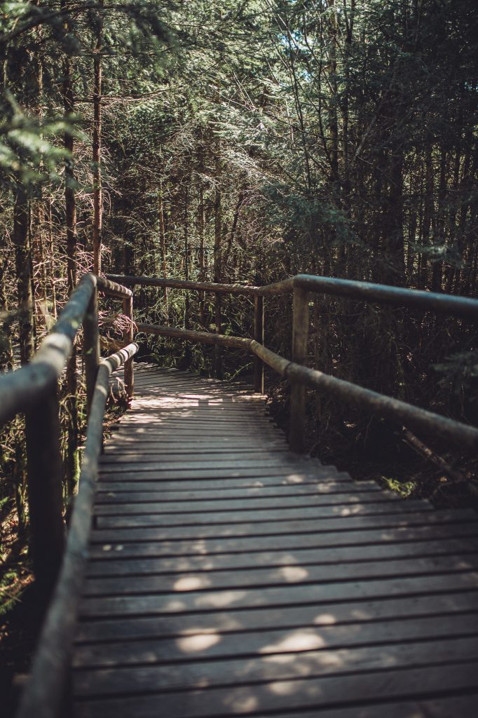 Kurvige Holzbrücke mit Geländer am Lotharpfad im Schwarzwald