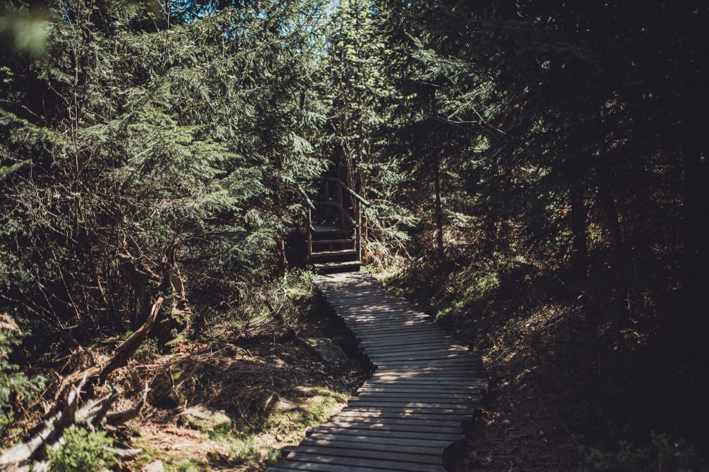 Geschwungener Holzsteg mit Treppe am Lotharpfad im Schwarzwald