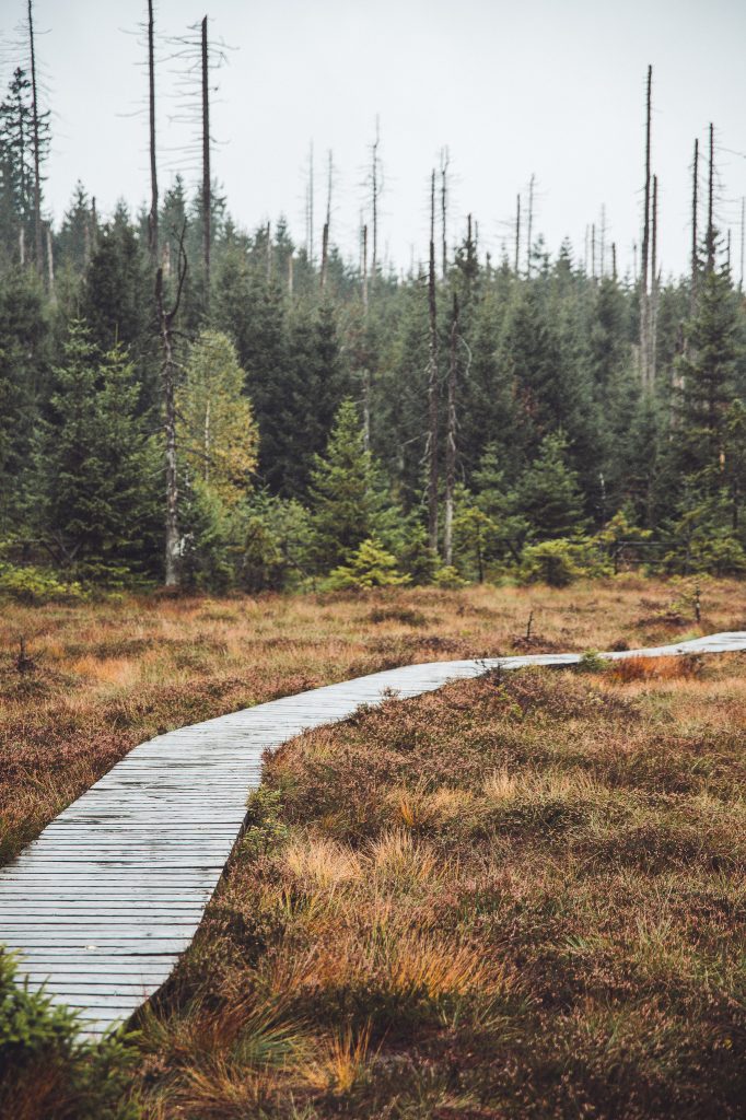 Heller Bohlenweg durch braune Moorvegetation und kahle Baumstämme bei Torfhaus