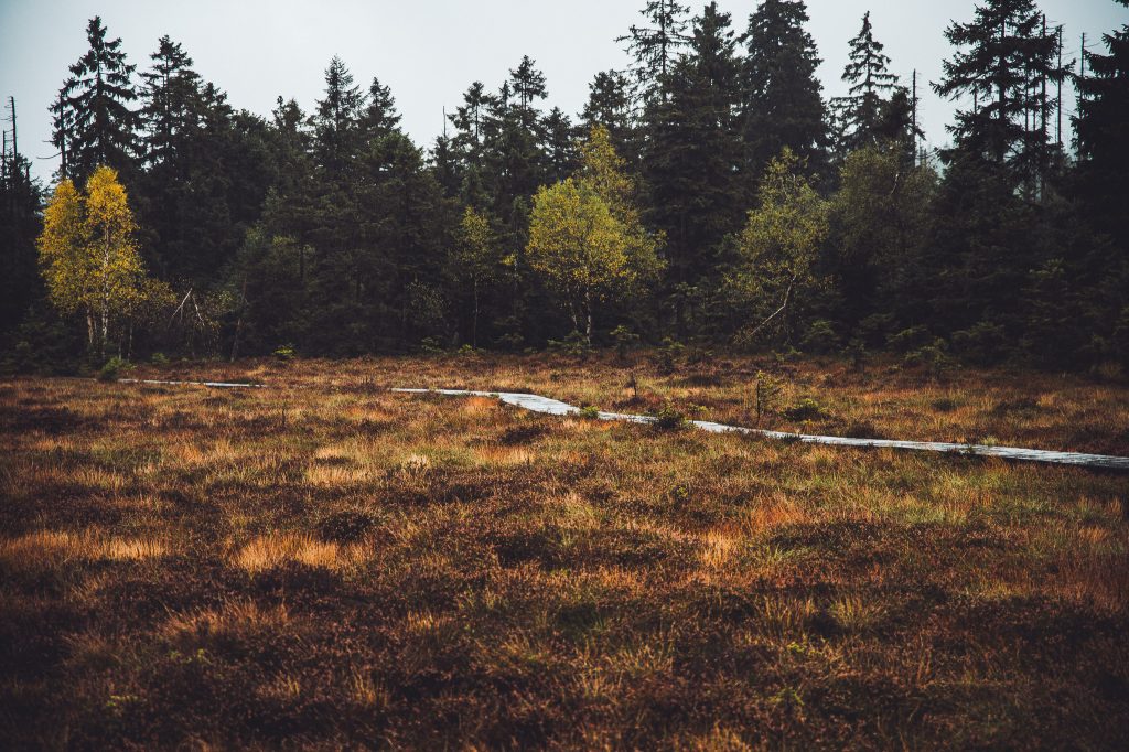 Heller Bohlenweg durch braune Moorlandschaft vor gelben Birken bei Torfhaus