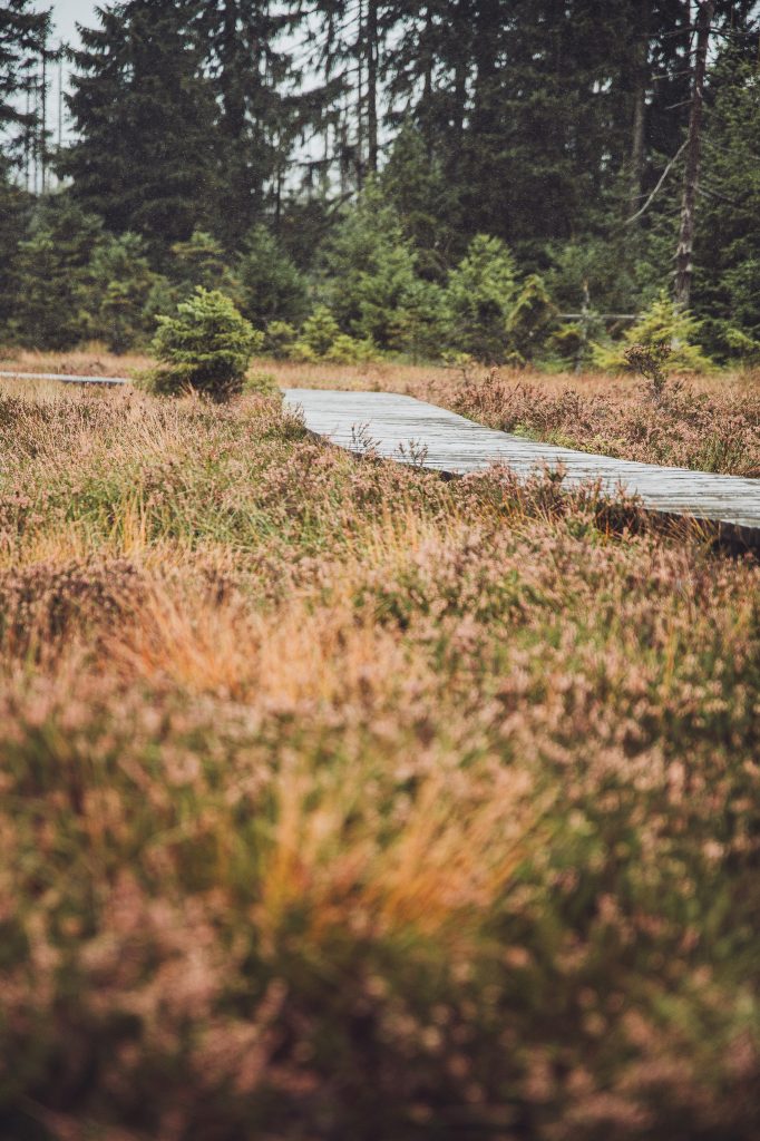 Heller Bohlenweg zwischen Heide und jungen Fichten bei Torfhaus