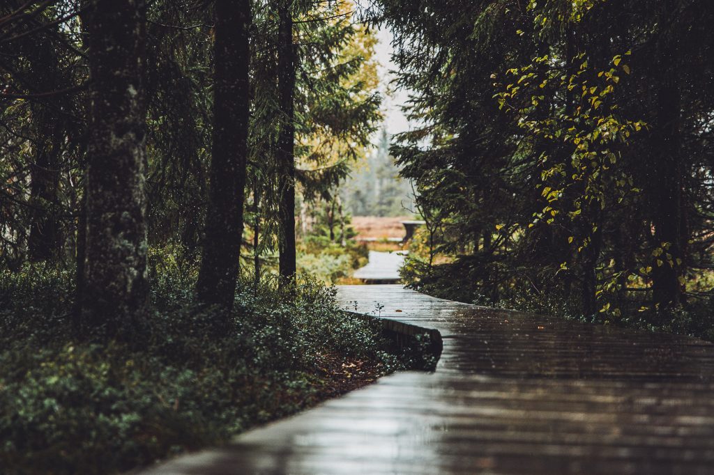 Regennasser Bohlenweg durch dunklen Nadelwald bei Torfhaus