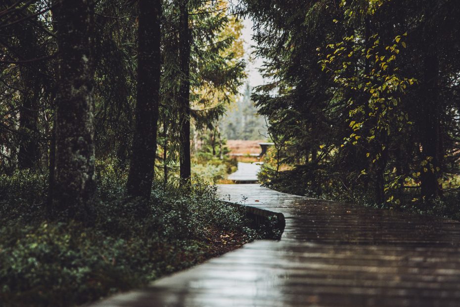 Regennasser Bohlenweg durch dunklen Nadelwald bei Torfhaus