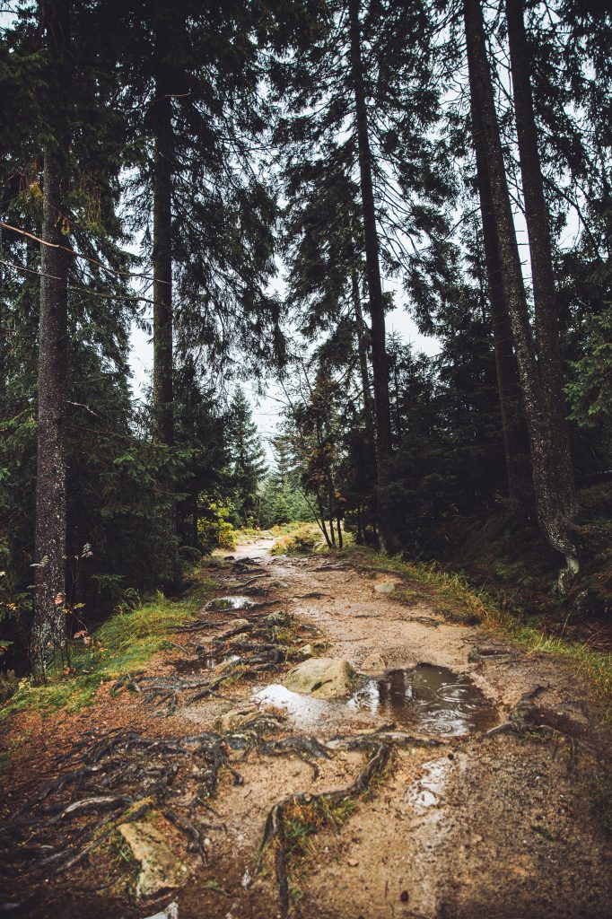 Nasser Waldweg mit Wurzeln, Steinen und Pfützen bei Torfhaus